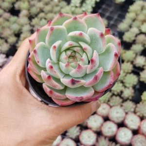 Sen đá bánh bao lửa 5-7cm