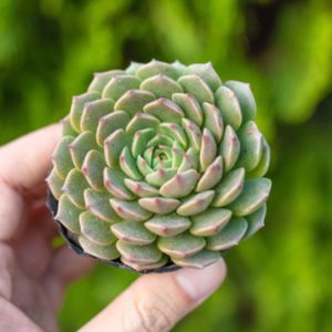 Sen đá hoa hồng xanh giống mới 5-7cm
